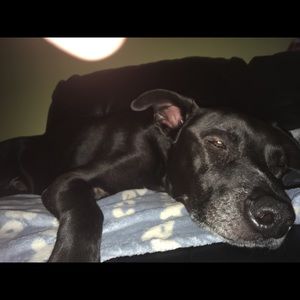 Meet your Posher, British